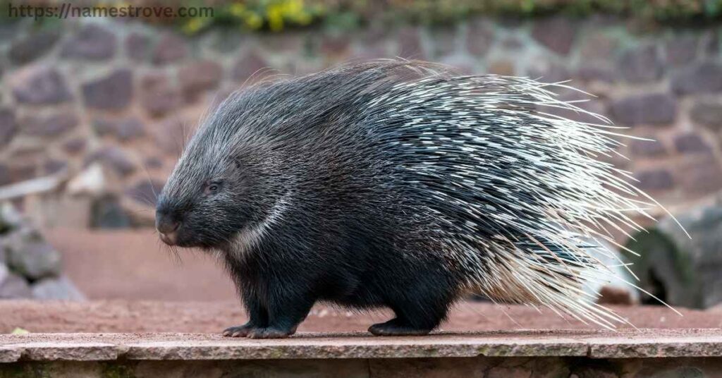 Interesting Facts About Porcupines
