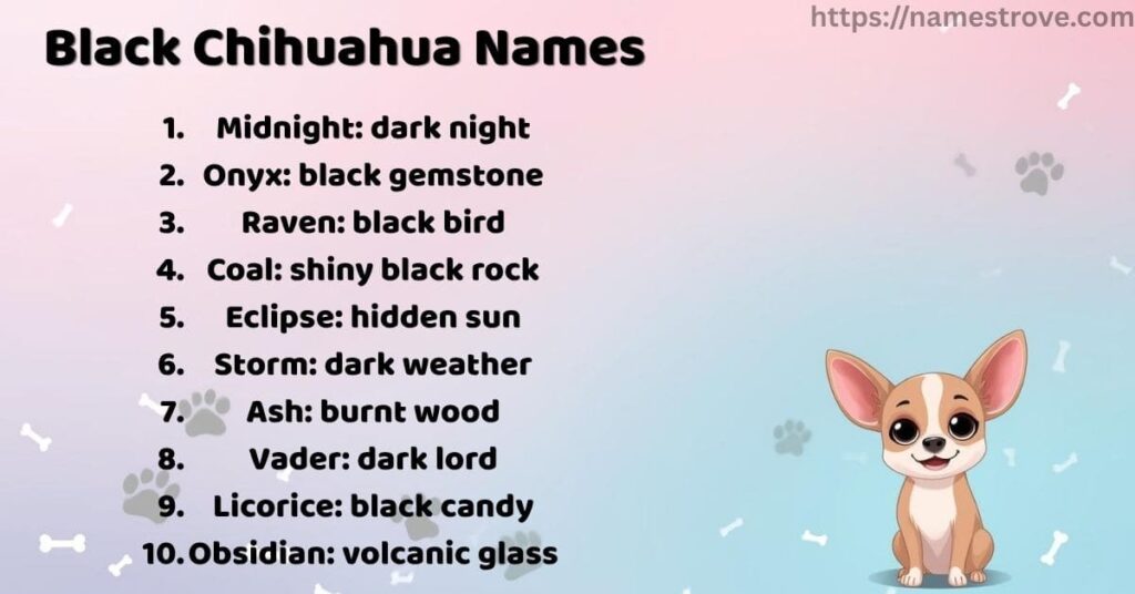 Black Chihuahua Names