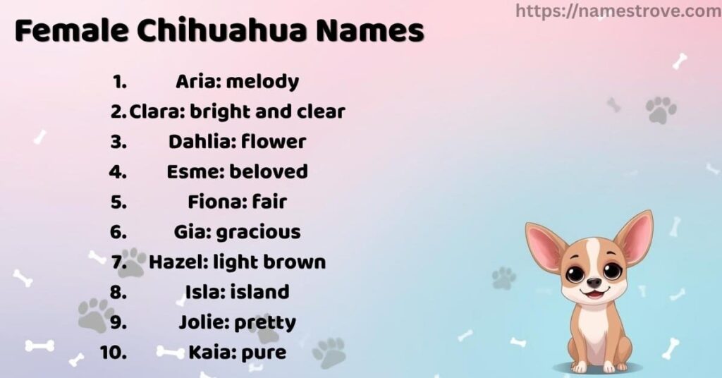Female Chihuahua Names
