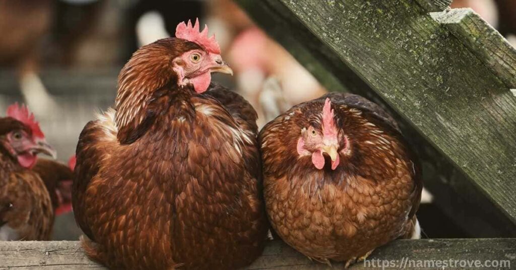 Fun Facts About Chickens