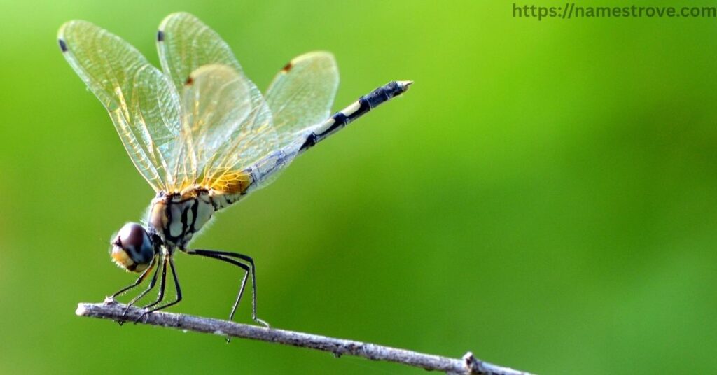Fun Facts About Dragonflies