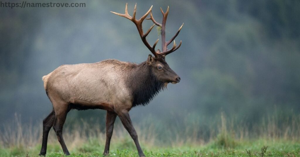 Fun Facts About Elk