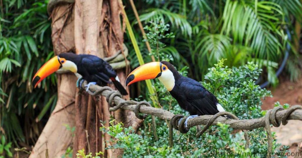 Fun Facts About Toucans