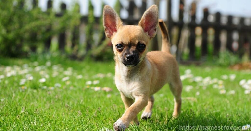 Interesting Facts About Chihuahuas