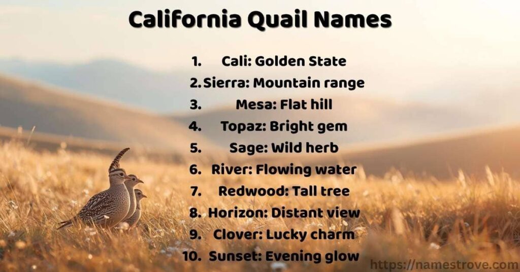 California Quail Names