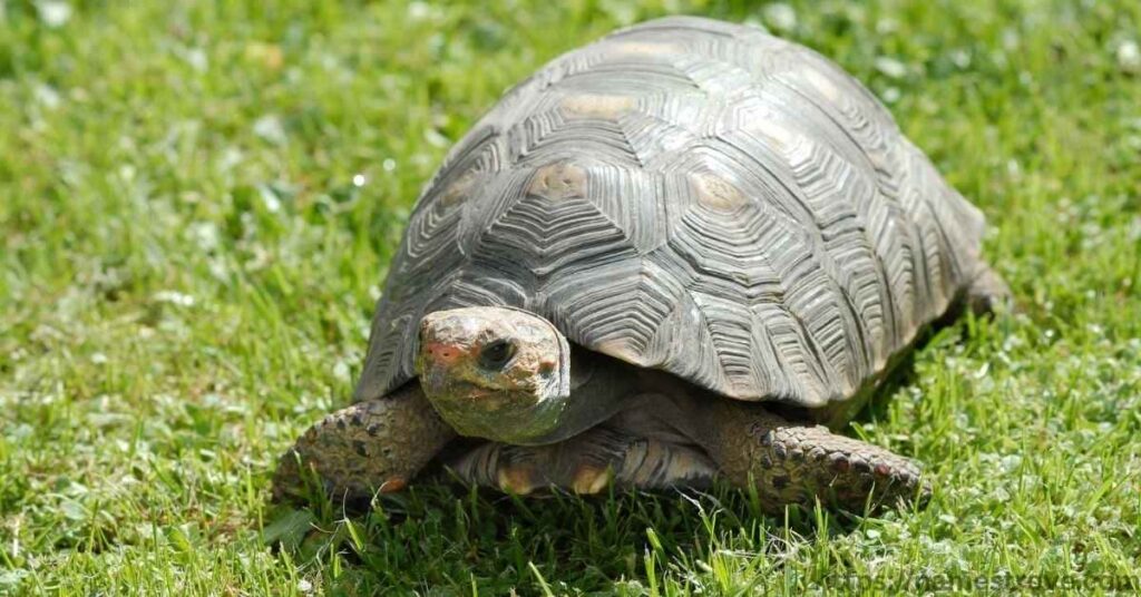 Fun Facts About Turtles