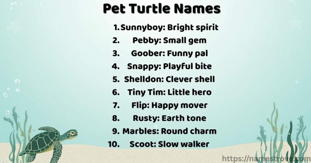 Pet Turtle Names
