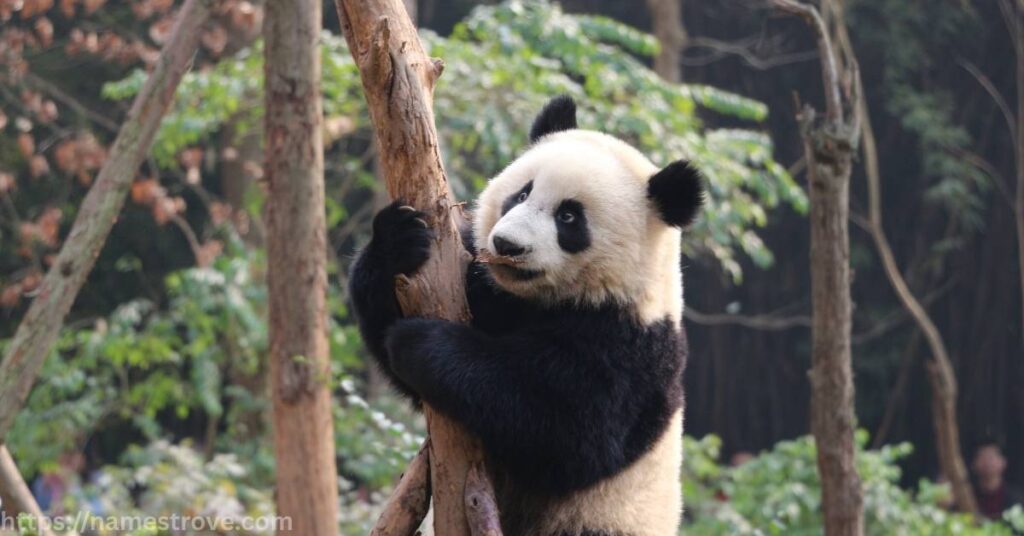 Interesting Facts About Pandas