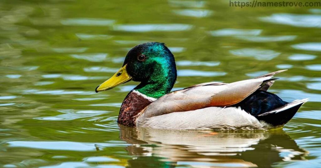 Fun Facts About Ducks