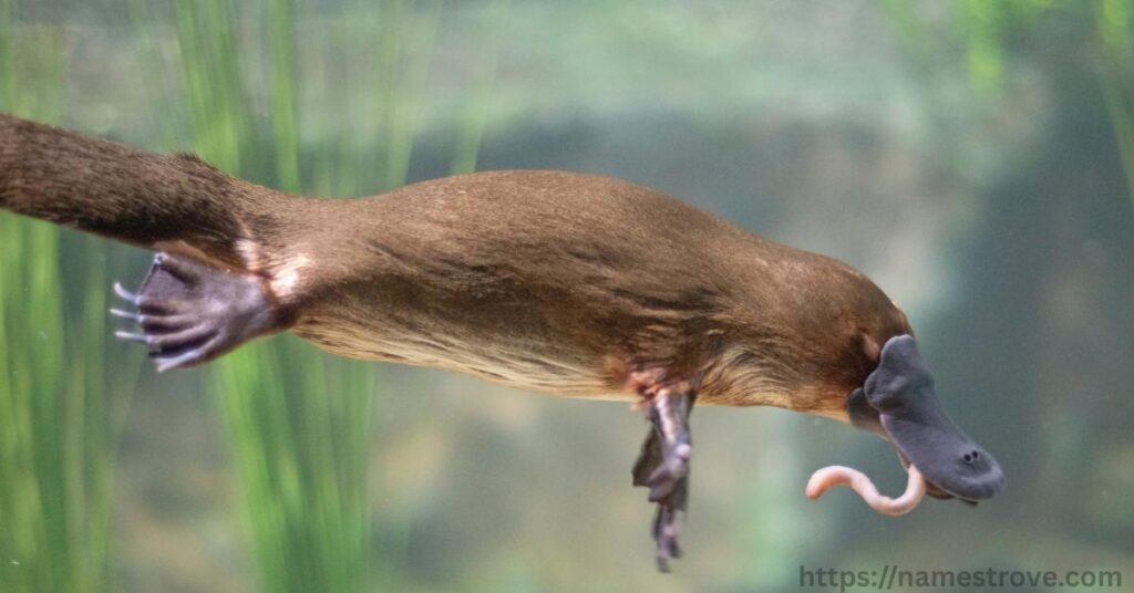 Fun Facts About Platypus